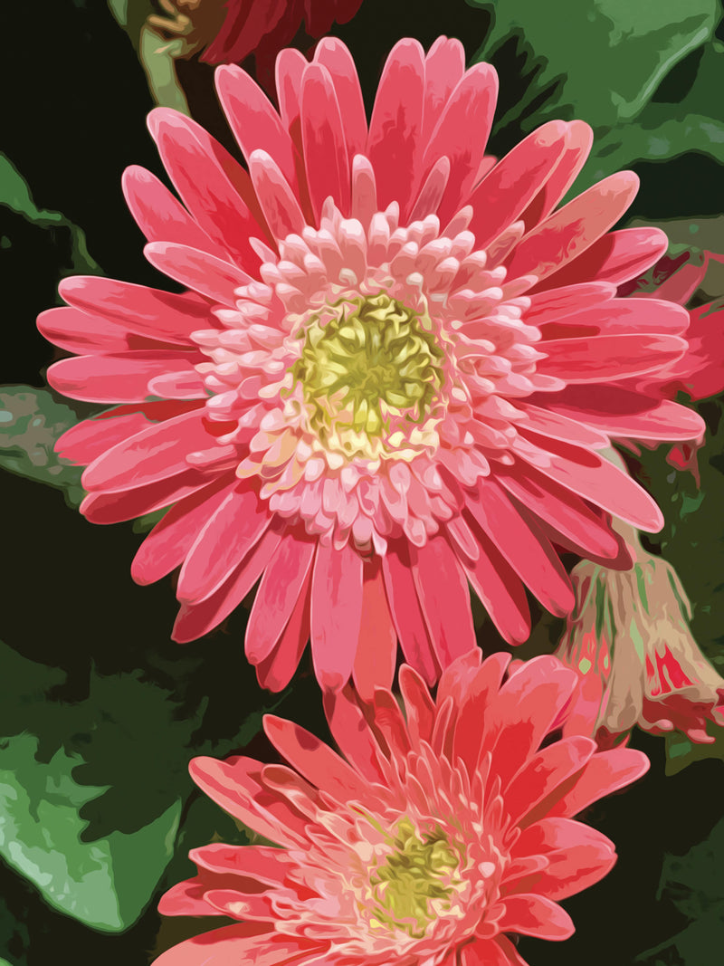 Summer Bloom - Fine Art Print