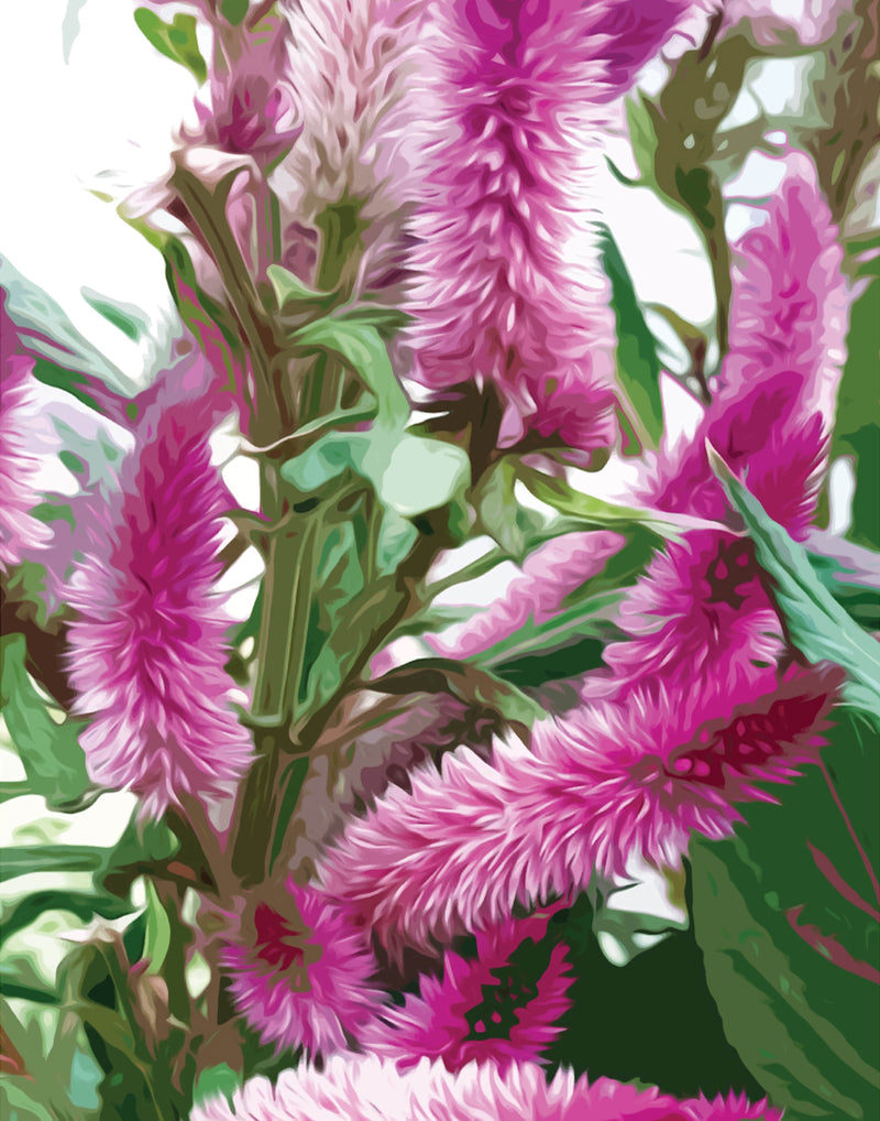 Velvet Spiers - Fine Art Print